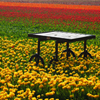 play Jigsaw: Table In Tulip Field