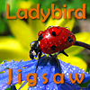 play Ladybird Jigsaw