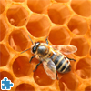 play Bee On Honeycomb