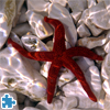 play Pacific Blood Starfish Jigsaw
