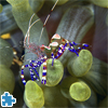 play Spotted Cleaner Shrimp Jigsaw