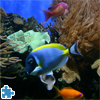 play Coral Reef Jigsaw Puzzle