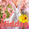 play Hidden Flowers