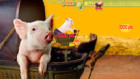 play Charlotte'S Web: Runaway Pig (Ad)