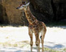 play Hidden Animals-Baby Giraffe