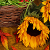 play Jigsaw: Autumn Sunflower