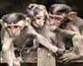 play Hidden Animals-Baby Monkeys