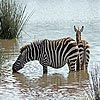 play Two Zebra Slide Puzzle