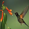 play Flower And Bird Slide Puzzle