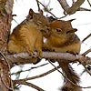 play Cute Squirrels Slide Puzzle