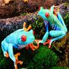 play Blue Frogs Slide Puzzle