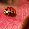 play Jigsaw: Pink Plant Ladybug