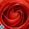 play Red Rose Jigsaw