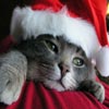 play Christmas Cat Sliding