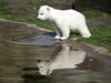 play Cute Polar Bear Drag And Drop Puzzle