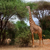 play Jigsaw: Hungry Giraffe