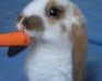 play Cute Puzzle: Rabbit