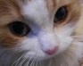 play Cute Puzzle: Cat