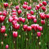 Jigsaw: Pink Tulips