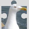 play Seagulls Puzzle