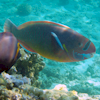 play Parrot Fish Puzzle