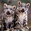play Baby Cheetahs Twins