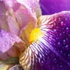play Flowers Iris