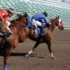 play Horse Racing Ii