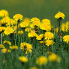 play Jigsaw: Yellow Flowers