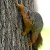 play Jigsaw: Climbing Squirrel