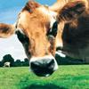 play Funny Cow Jigsaw