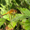 play Forest Dragonfly