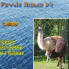 play Puzzle Mania V2 - Lama