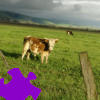 Pasture Jigsaw