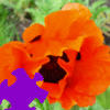 play Oriental Poppy Jigsaw