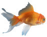 play The Adventures Of Flippy The Goldfish