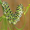 Cute Colored Caterpillar Slide Puzzle
