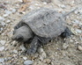 play Snapping Turtle Jigsaw Puzzle