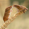 play Two Field Mouse Slide Puzzle