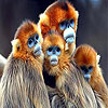 play Blue Faced Monkeys Slide Puzzle