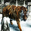 play Snow And Tiger Slide Puzzle