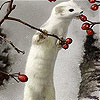play White Animal And Rosehip Slide Puzzle