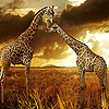 play Two Great Giraffe Puzzle