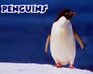 play Penguin