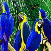 play Parrot Family Puzzle