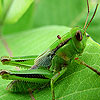play Green Grasshopper Slide Puzzle