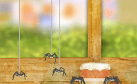 play Hungry Spiders