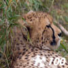 Jigsaw: Cheetah