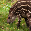 play Jigsaw: Tapir Baby