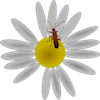 play Bug On A Flower Jigsaw